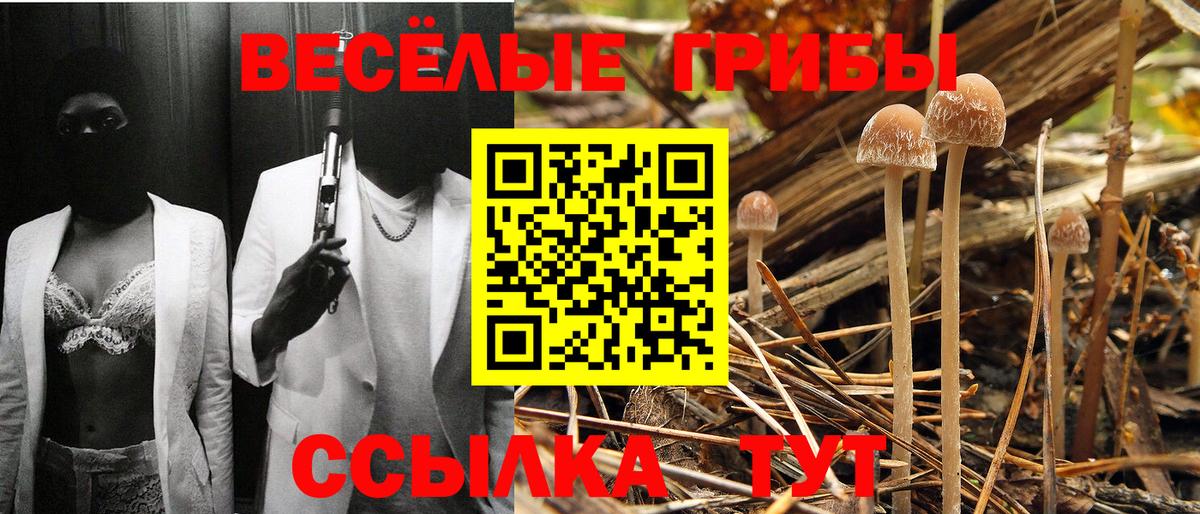 Галлюциногенные грибы Cubensis Дмитров